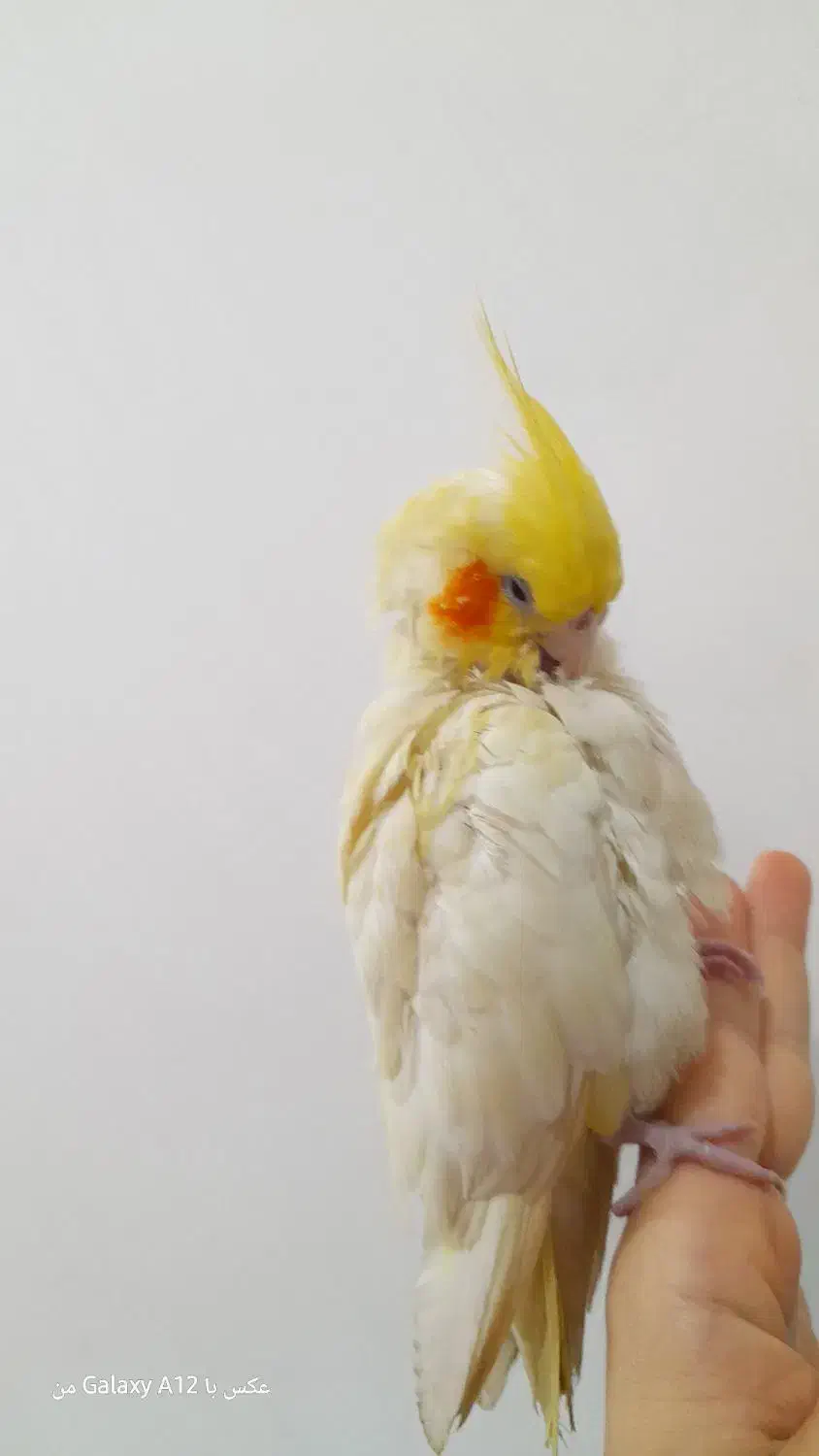 عروس هلندی لوتینو|پرنده|آبادان, |دیوار