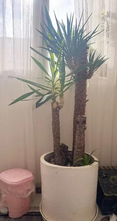 درختچه و گل آپارتمانی|گل و گیاه طبیعی|تهران, والفجر (افسریه)|دیوار