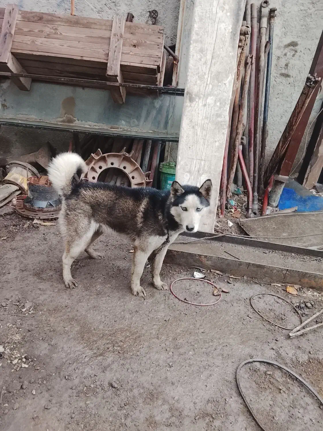 هاسکی|سگ|اردبیل, |دیوار