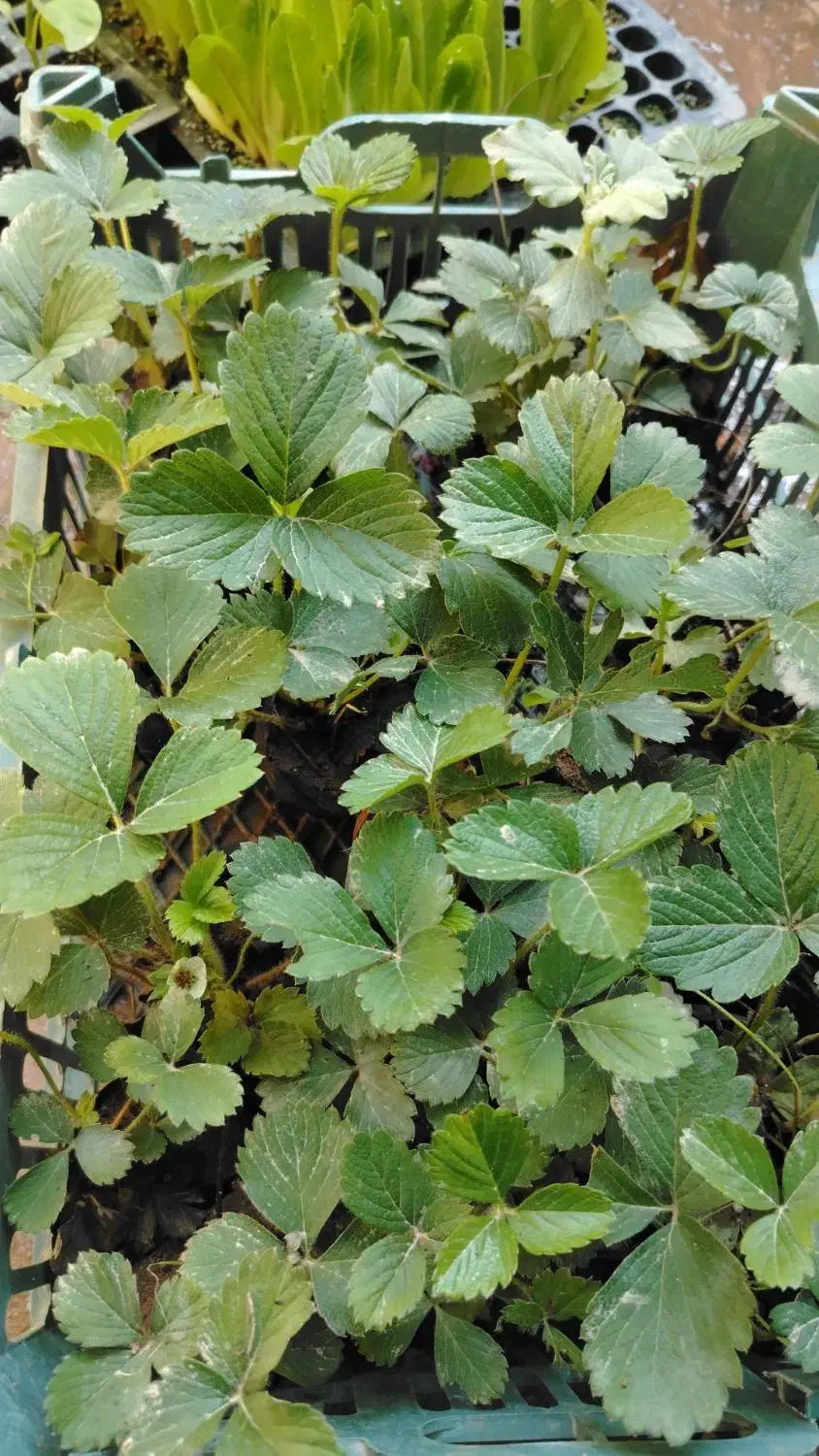 به فروش میرسد|خدمات باغبانی و درختکاری|برازجان, |دیوار