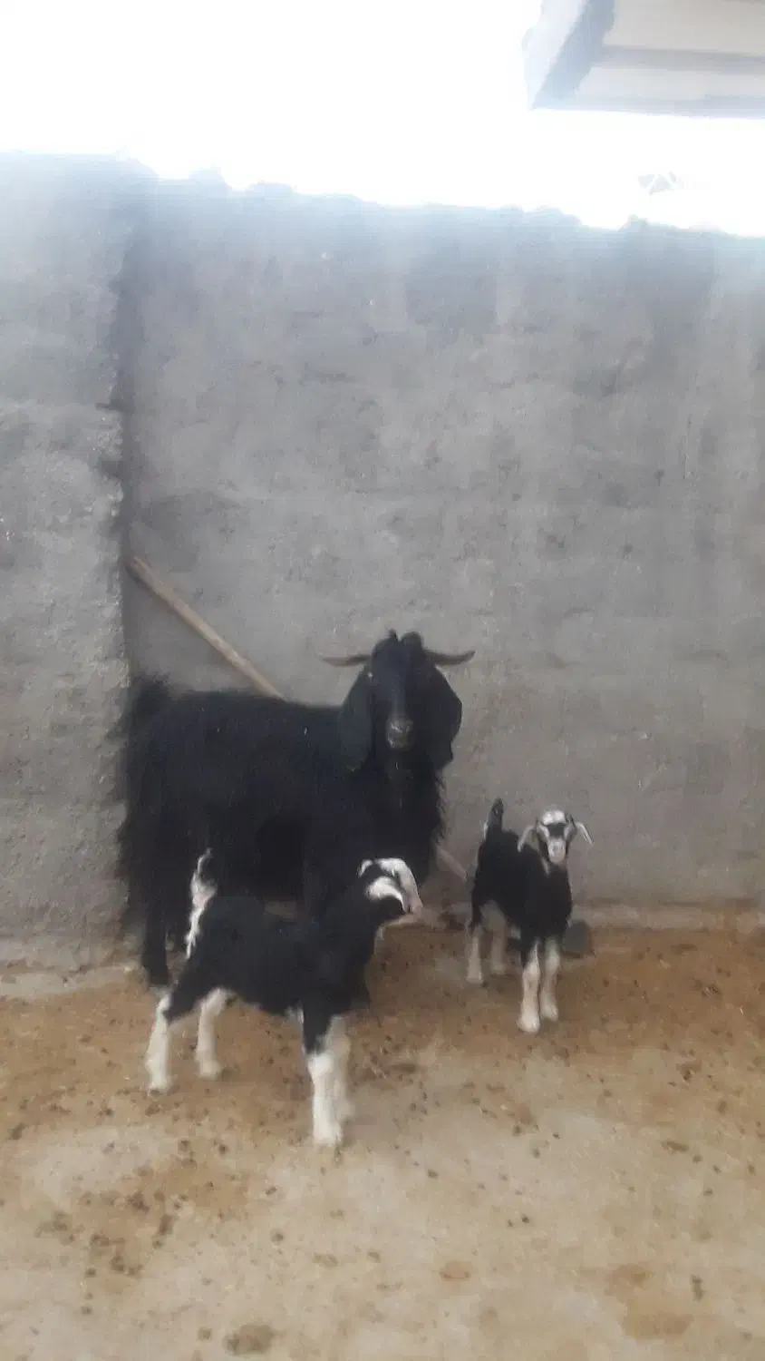 بز همراه دو بزغاله دوقلو زا|حیوانات مزرعه|ایوان, |دیوار