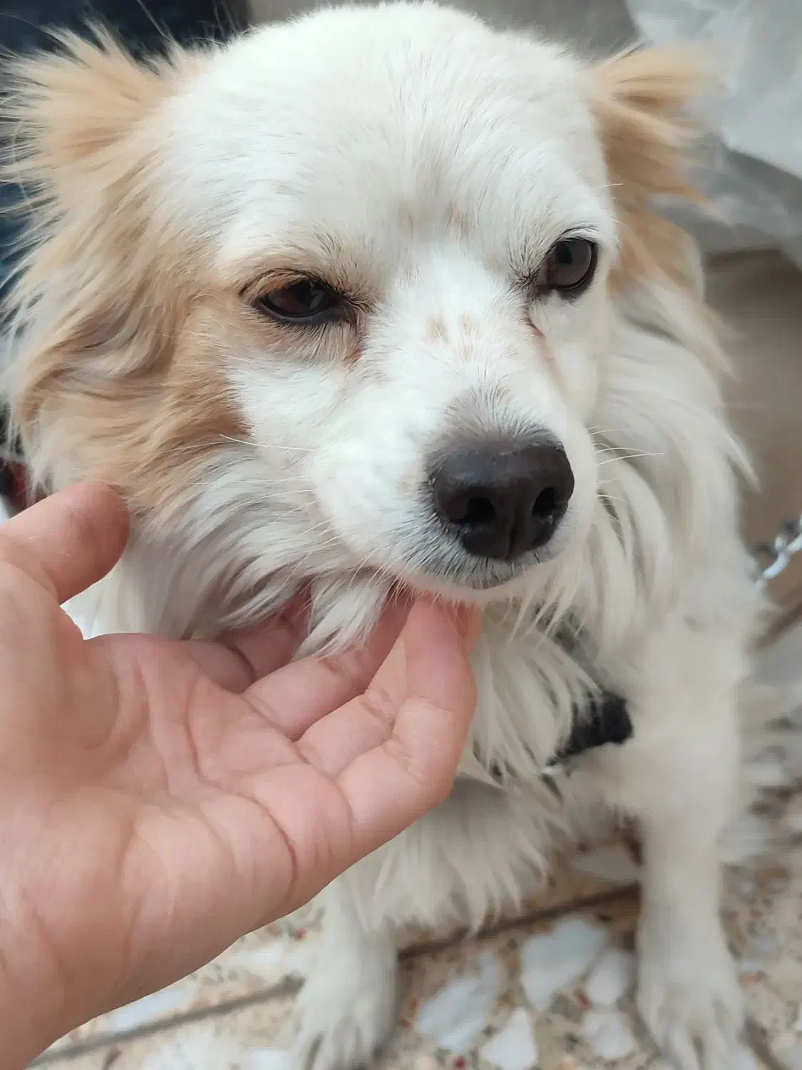 سگ پا کوتاه|سگ|ایذه, |دیوار