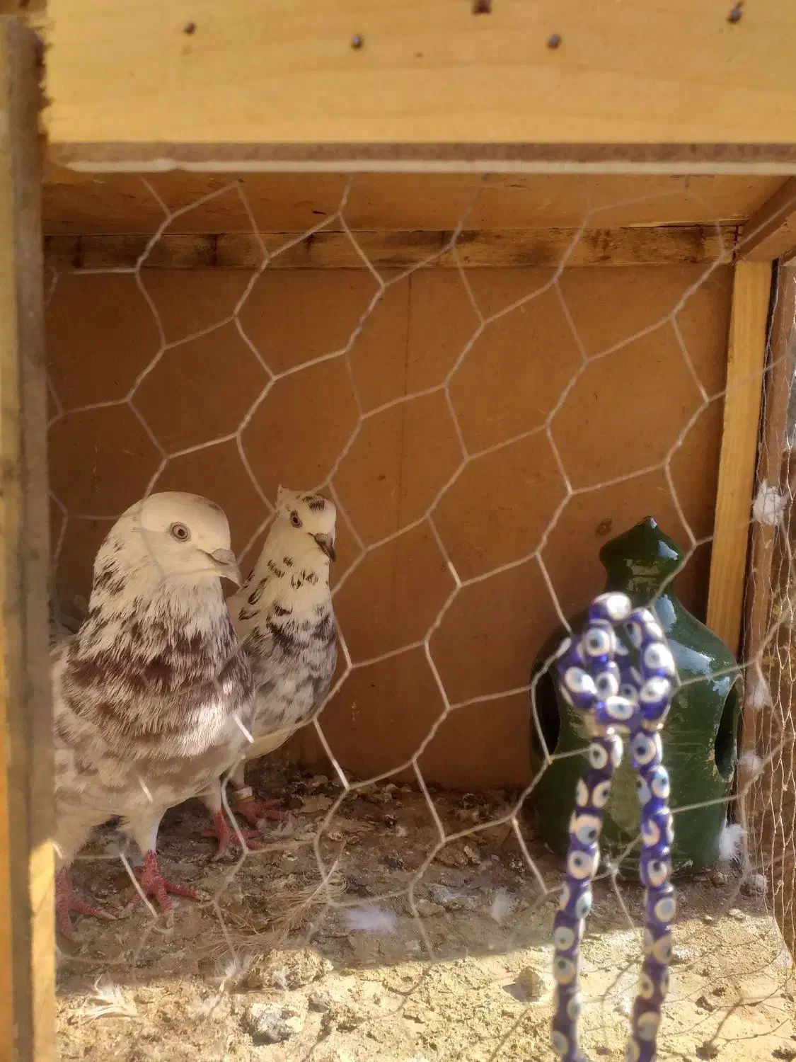 کبوتر|پرنده|پاکدشت, پاکدشت (مامازند)|دیوار