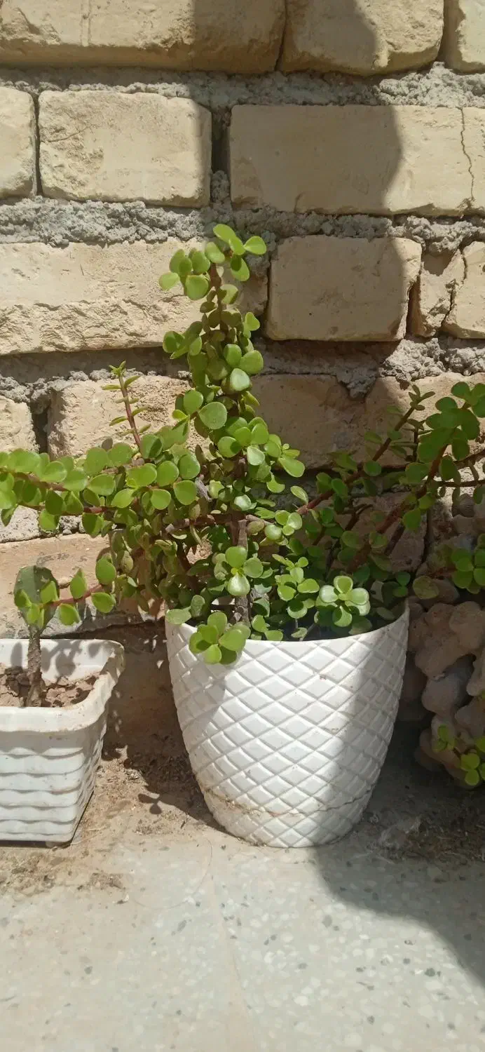 گل طبیعی|گل و گیاه طبیعی|فسا, |دیوار