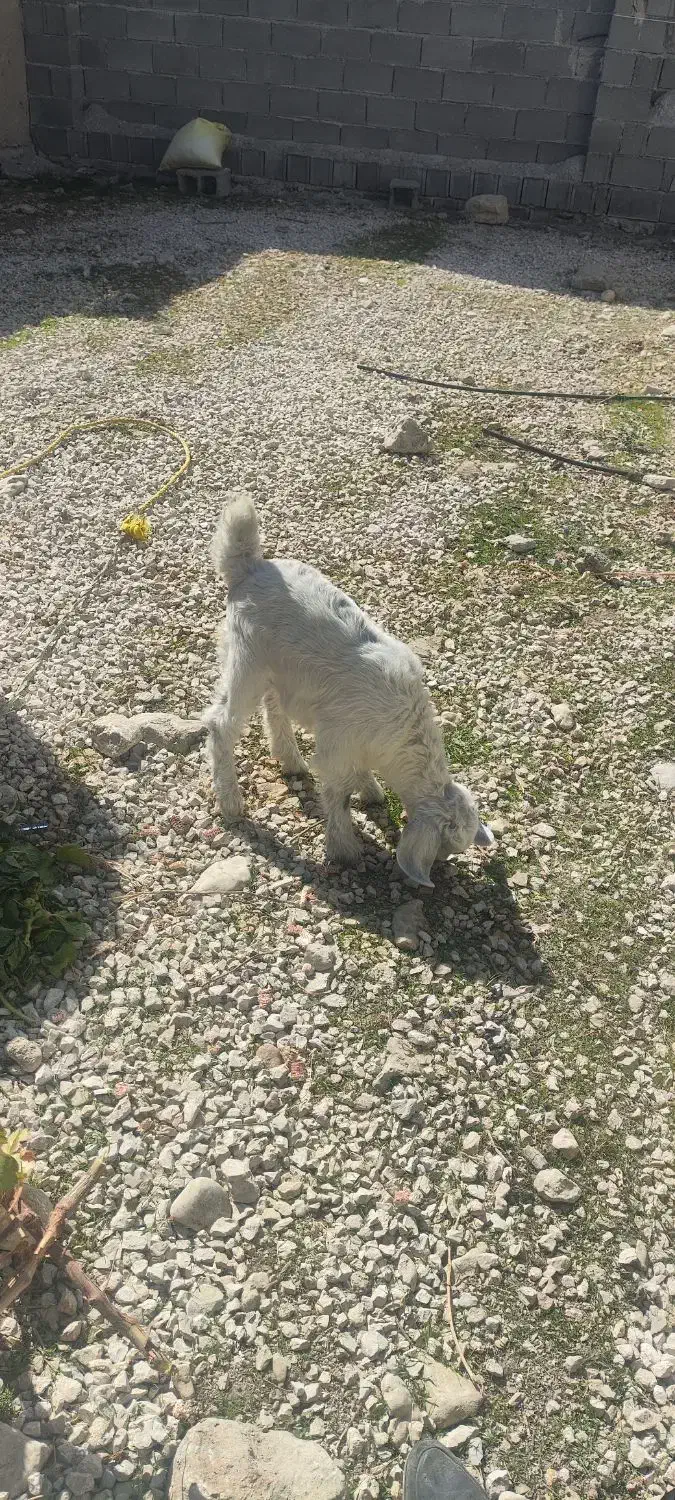 بز و کهره|حیوانات مزرعه|یاسوج, |دیوار