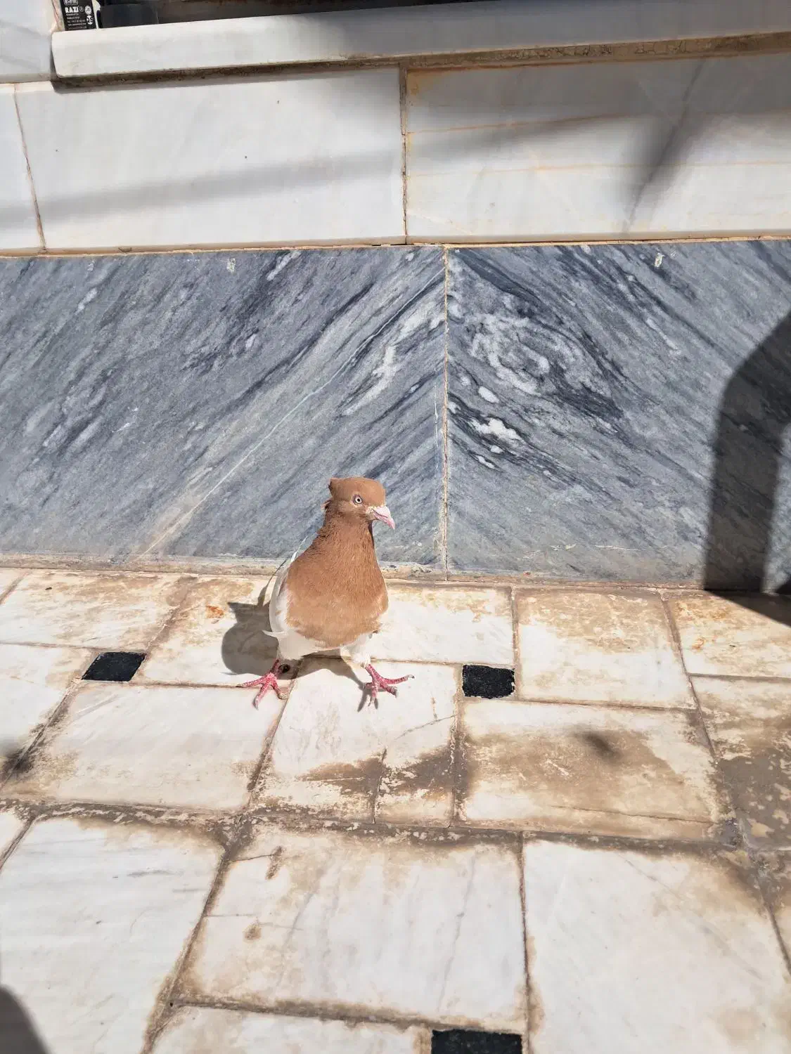 کله زرد نر|پرنده|قم, انصار‌الحسین|دیوار