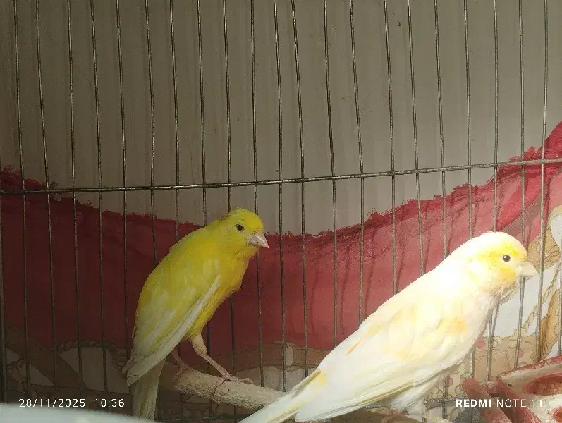 قناری جفت|پرنده|تویسرکان, |دیوار