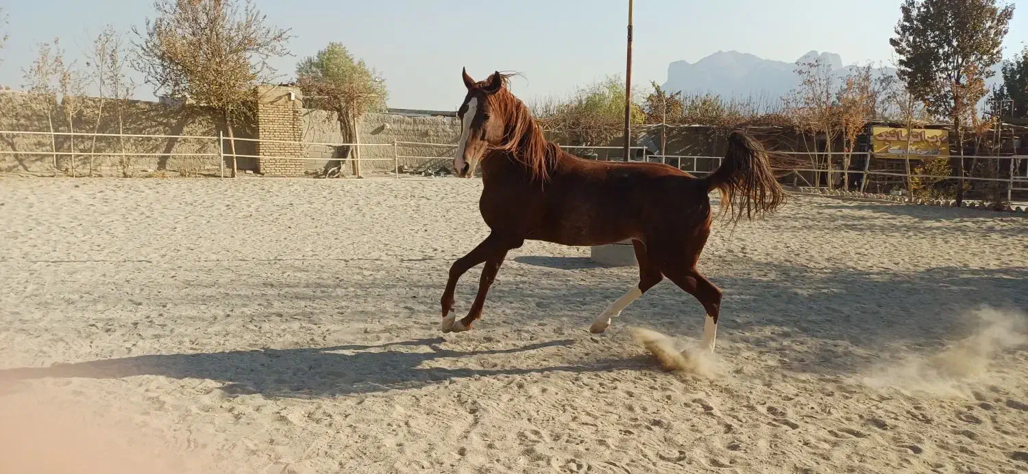 اسب سواری کامل|اسب و تجهیزات اسب‌سواری|اصفهان, بوستان ناژوان|دیوار