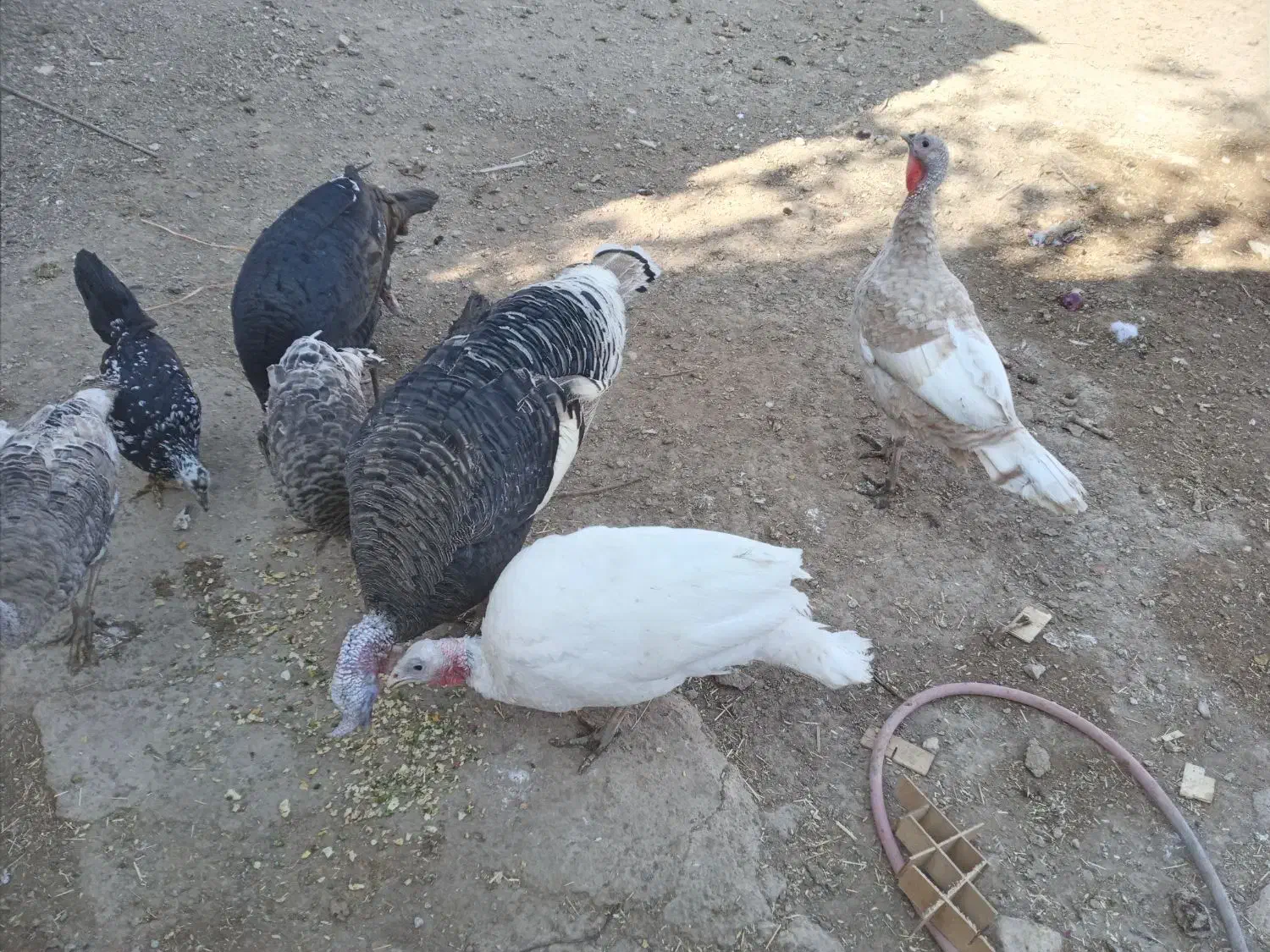 بوقلمون نر و ماده جوان|حیوانات مزرعه|تاکستان, |دیوار