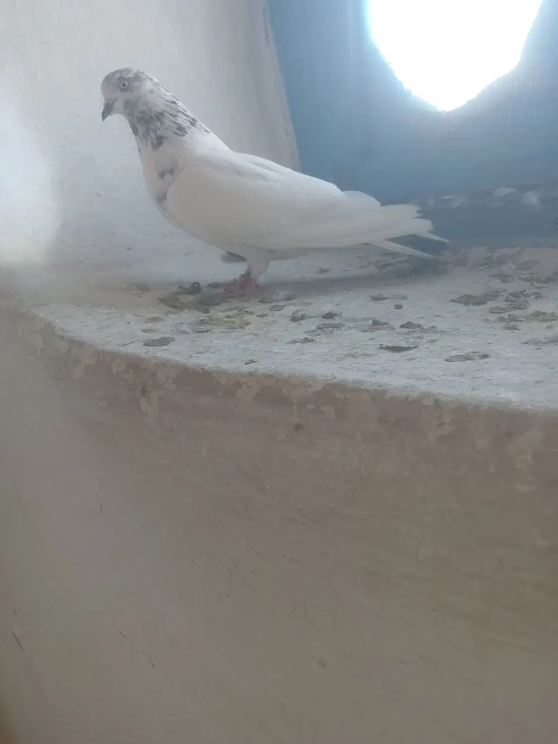 5 عدد کبوتر پرشی ساعت بالا|پرنده|بوکان, |دیوار