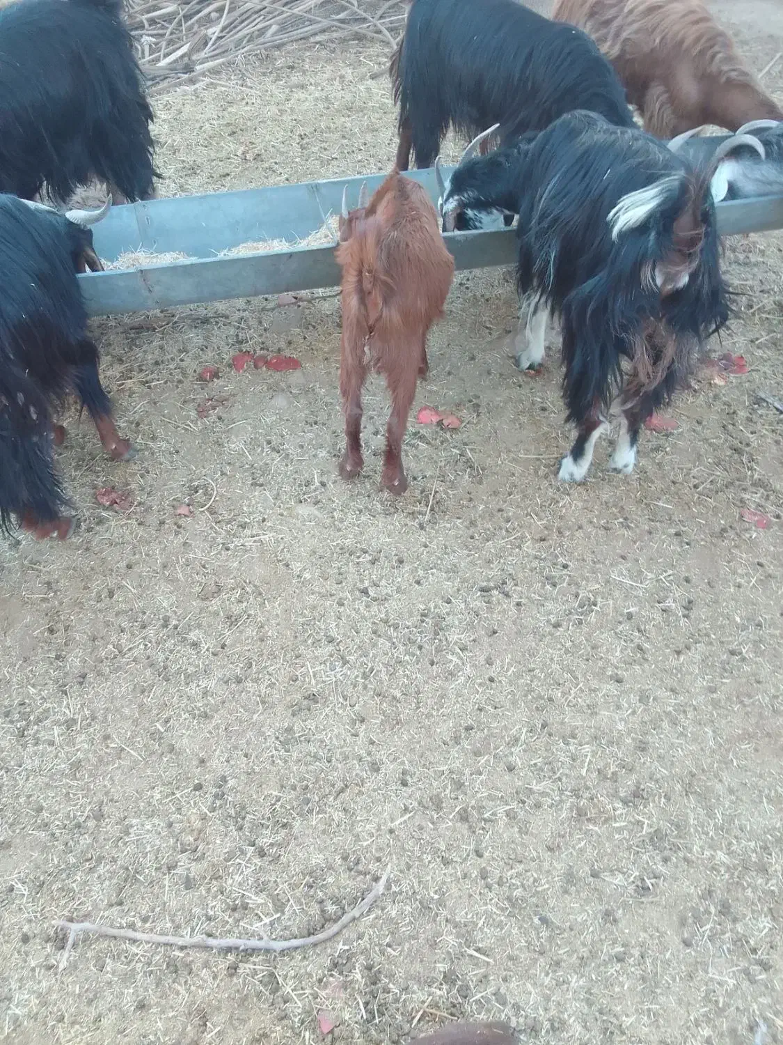 کهره برای فروش|حیوانات مزرعه|زرین دشت (فارس), |دیوار