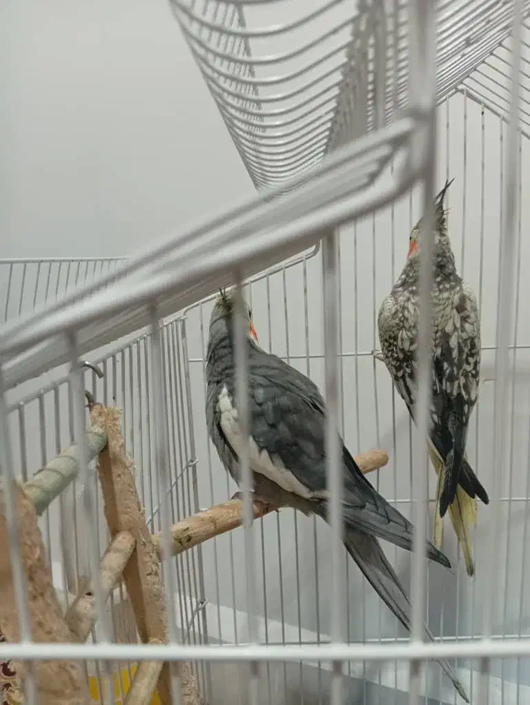 دو عدد عروس هلندی نر وماده اماده تخم گذاری باقفس|پرنده|دزفول, |دیوار