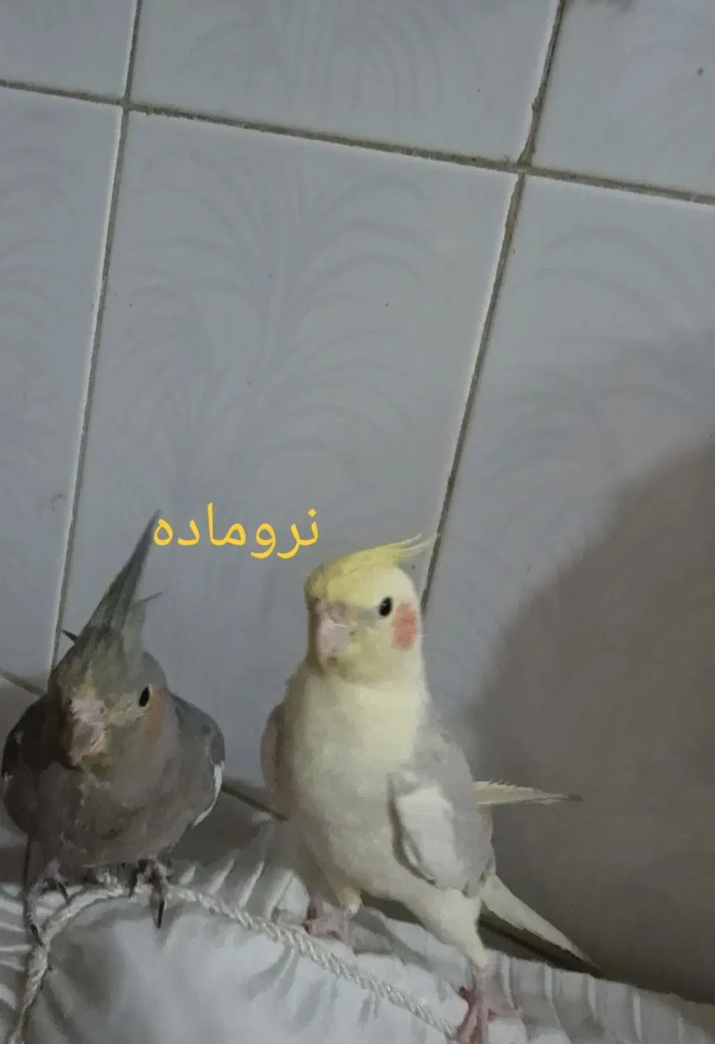 عروس|پرنده|قم, ولیعصر|دیوار