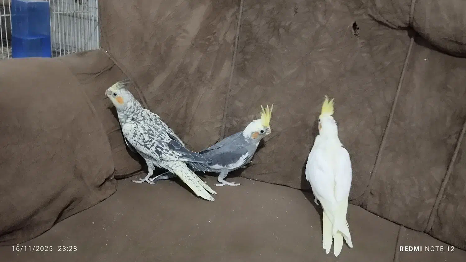 عروس هلندی|پرنده|زابل, |دیوار