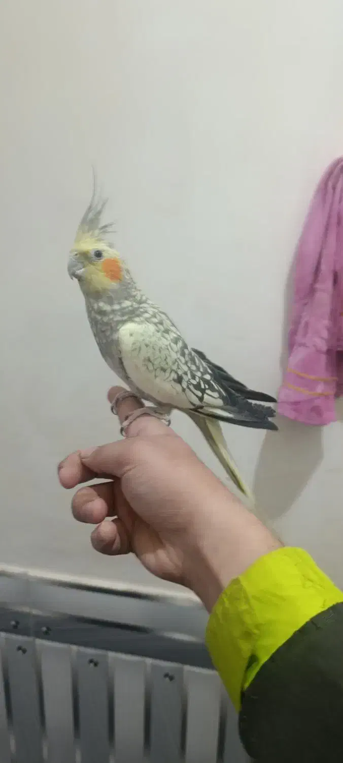 پرنده جفت عروس هلندی مرغ عشق قناری فنچ|پرنده|تربت جام, اسماعیل آباد|دیوار