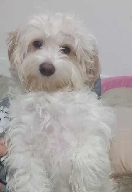 سگ مالتیپو|سگ|اسلام‌شهر, شهرک قائمیه|دیوار