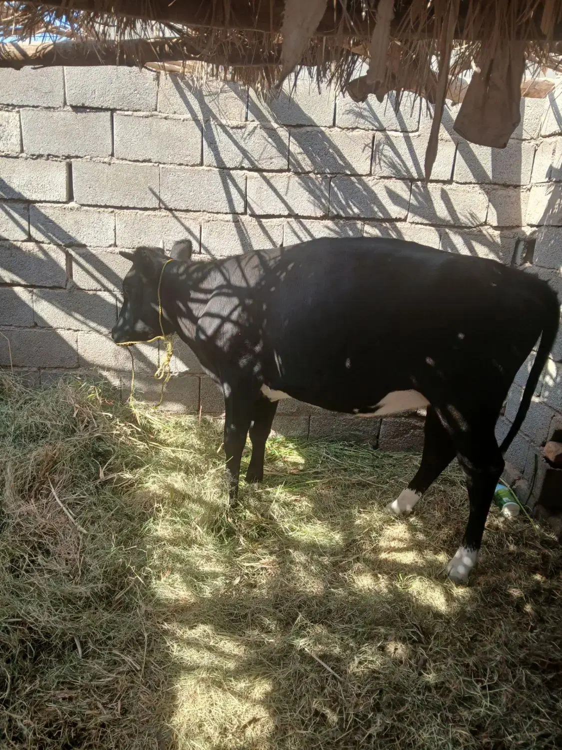 گوساله ماده روستای سکهور|حیوانات مزرعه|فهرج, |دیوار