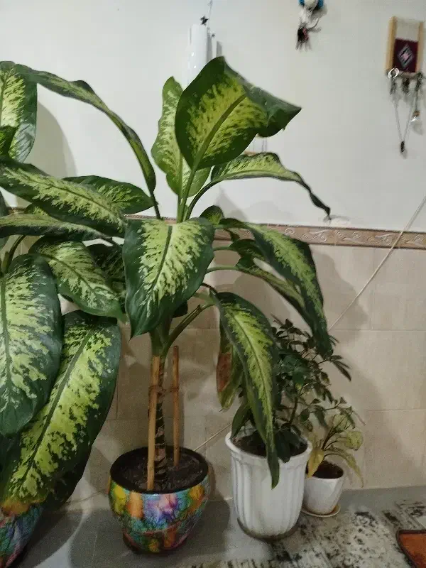 دیفن|گل و گیاه طبیعی|اقبالیه, |دیوار