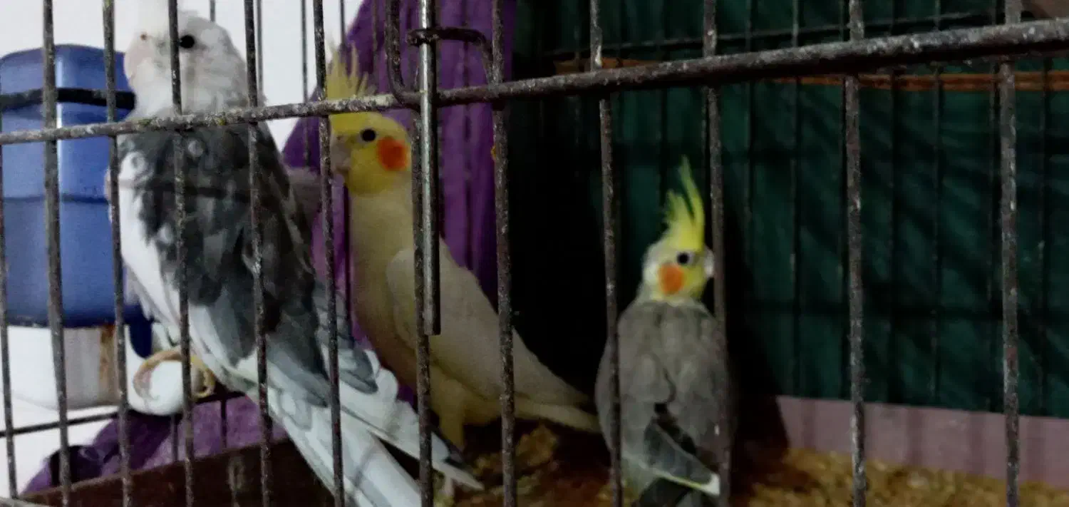 طوطی عروس|پرنده|چمران, |دیوار