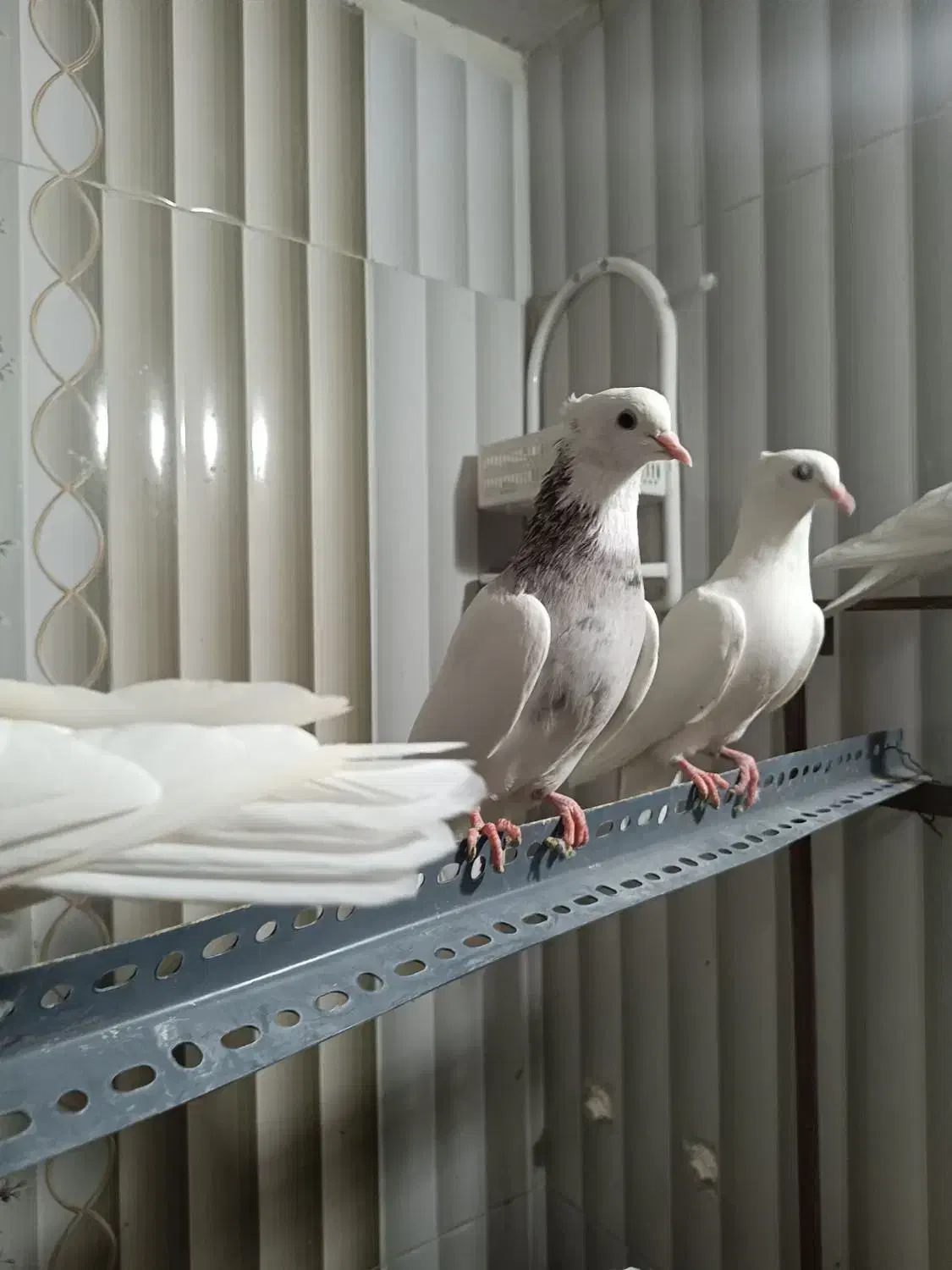 طوقی|پرنده|قم, شهرک امام حسن|دیوار