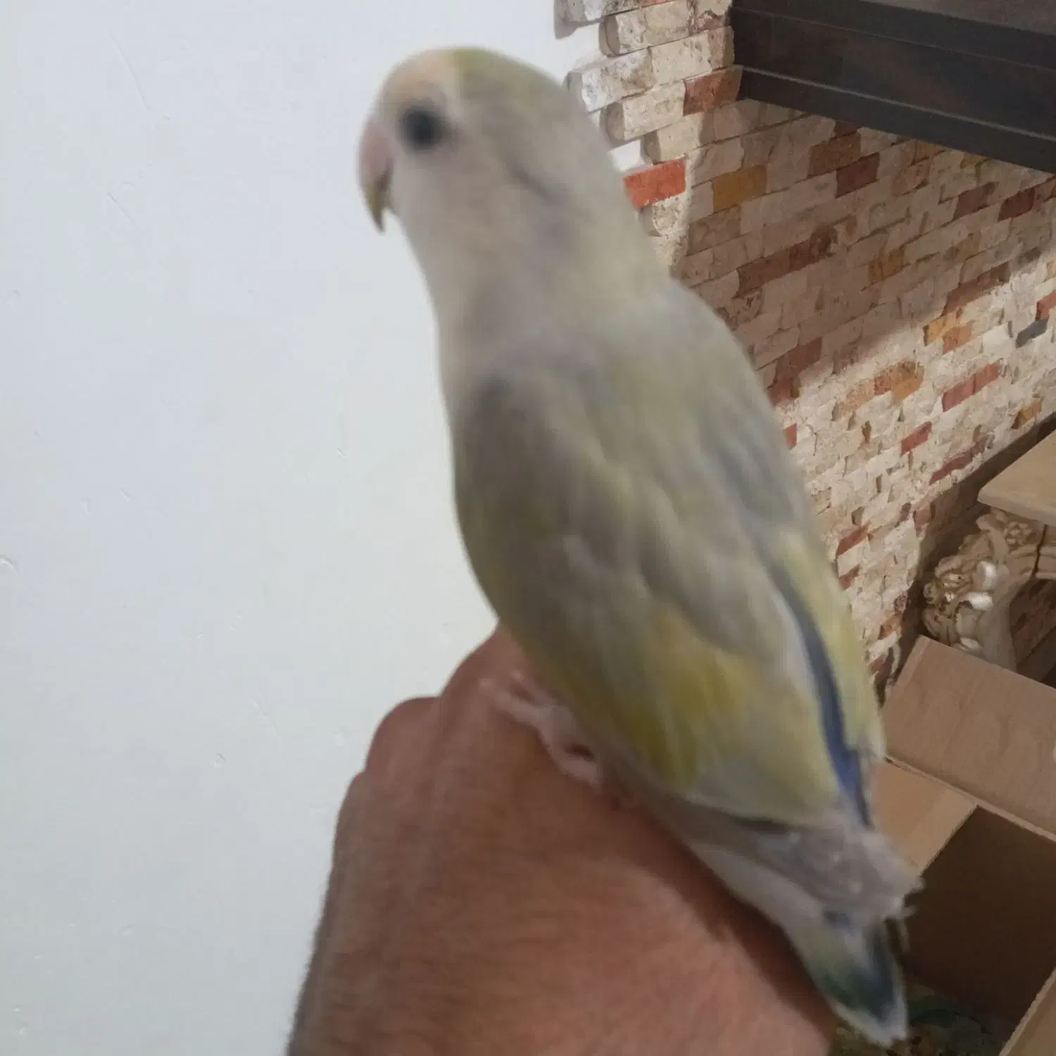 جوجه برزیلی با جوجه عروس|پرنده|پاکدشت, پاکدشت (مامازند)|دیوار