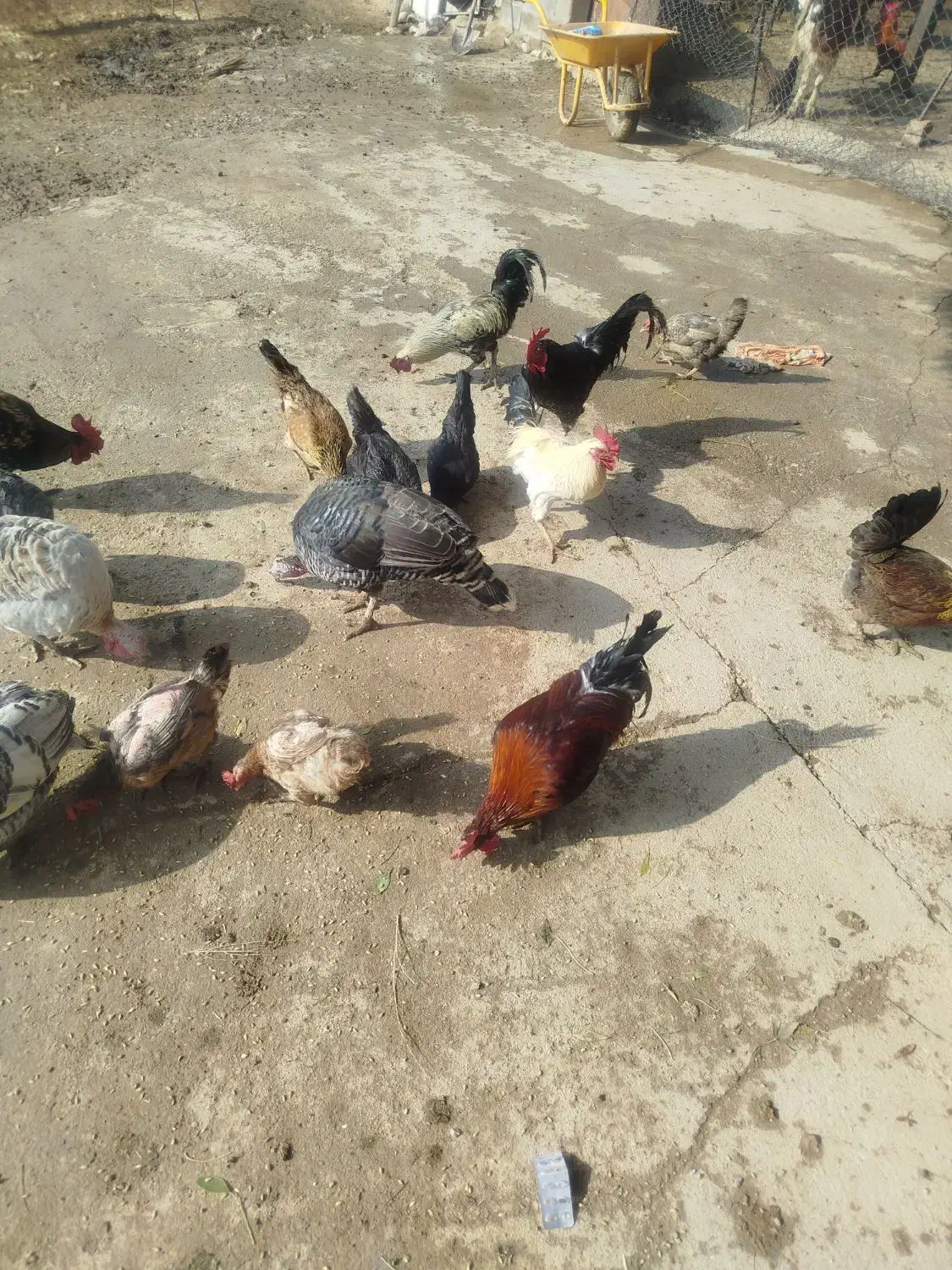 خروس|حیوانات مزرعه|ویسیان, |دیوار