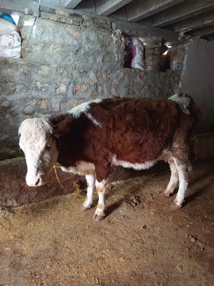 گاو وگوساله سیمینتال|حیوانات مزرعه|خاوه, |دیوار