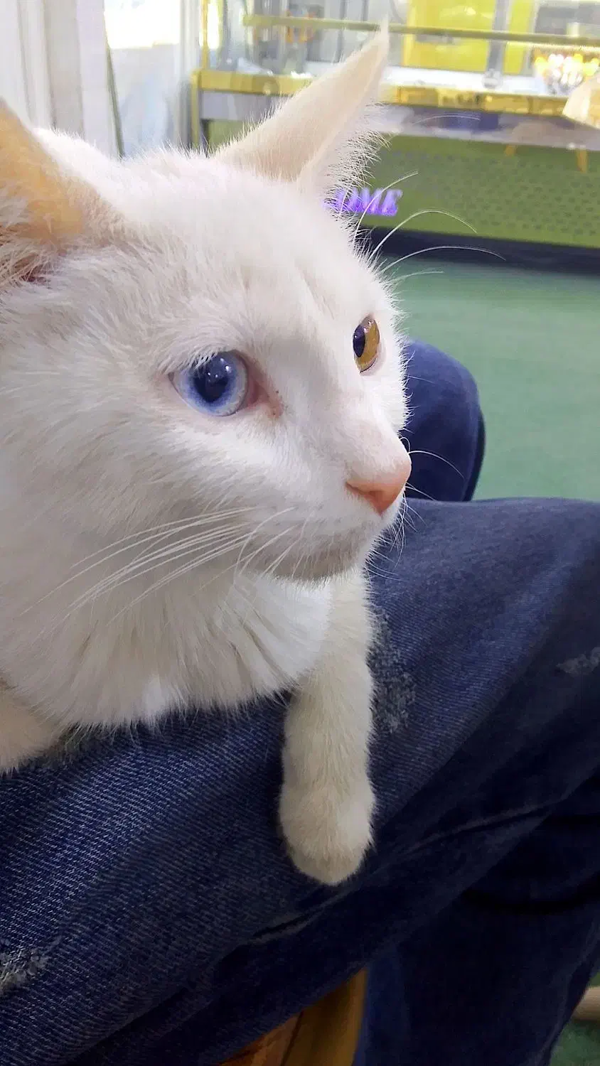 واگذاری گربه خانگی نژاد دار|گربه|سنندج, |دیوار