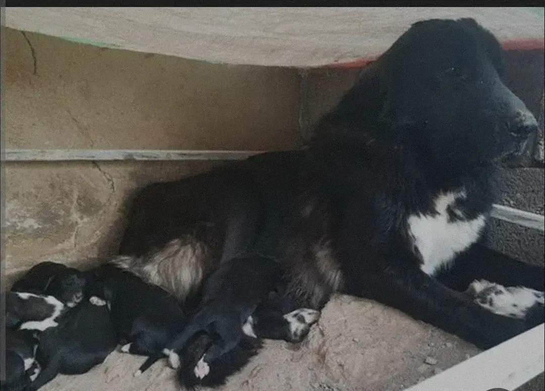 توله سگ قرجونی|سگ|داراب, |دیوار