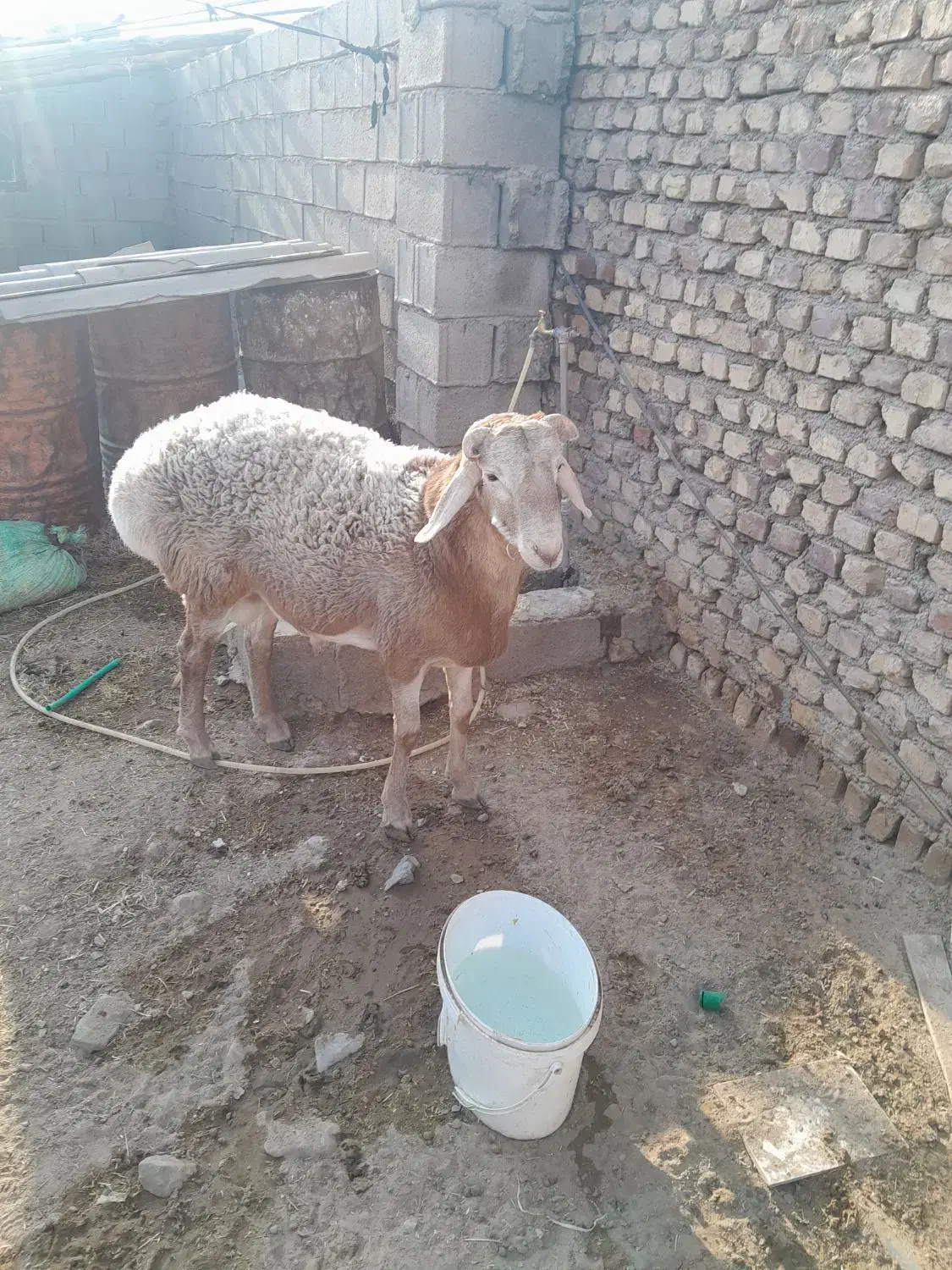 یک راس بره قوچی|حیوانات مزرعه|زیرکوه, |دیوار