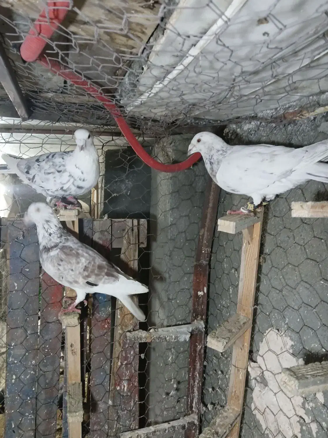 انگشتر  کفتر|کلکسیون و سرگرمی|مشهد, ایثار|دیوار