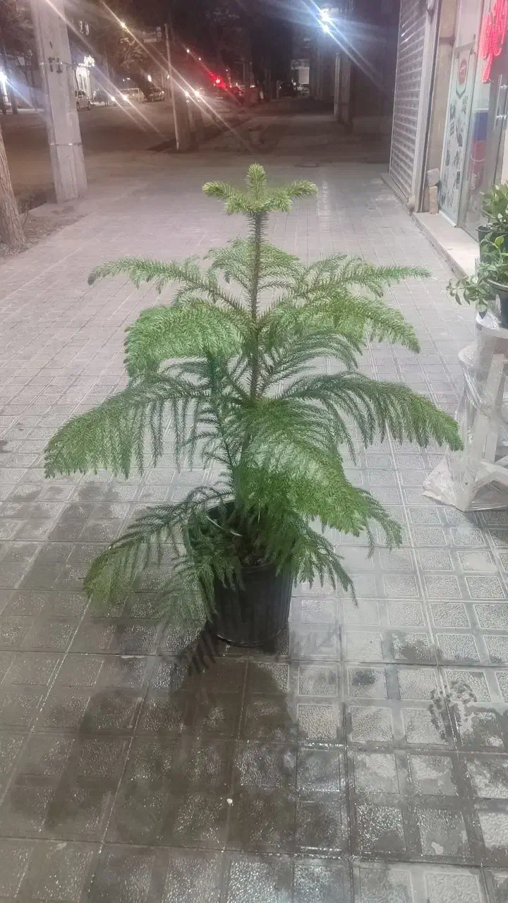 تعویض گلدون|گل و گیاه طبیعی|تربت‌حیدریه, قائم|دیوار