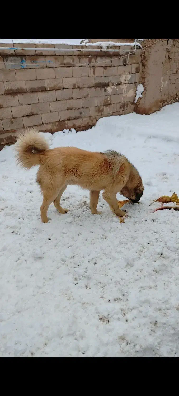 جاده زنجان دندی|سگ|انگوران, |دیوار