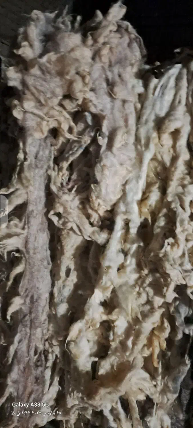 پشم گوسفند|رختخواب، بالش، پتو|قم, انسجام|دیوار