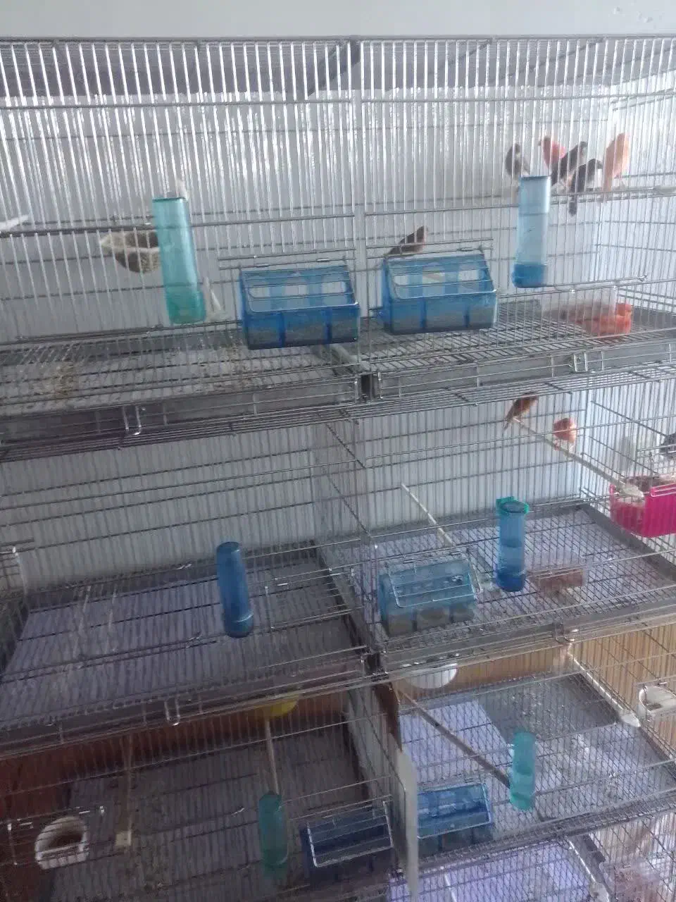 قناری آوازه خوان|پرنده|چناران, |دیوار