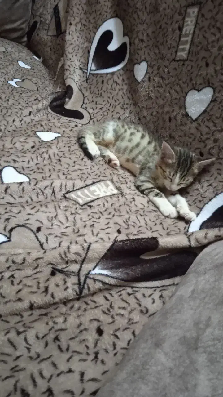 واگذاری بچه گربه|گربه|اردبیل, |دیوار