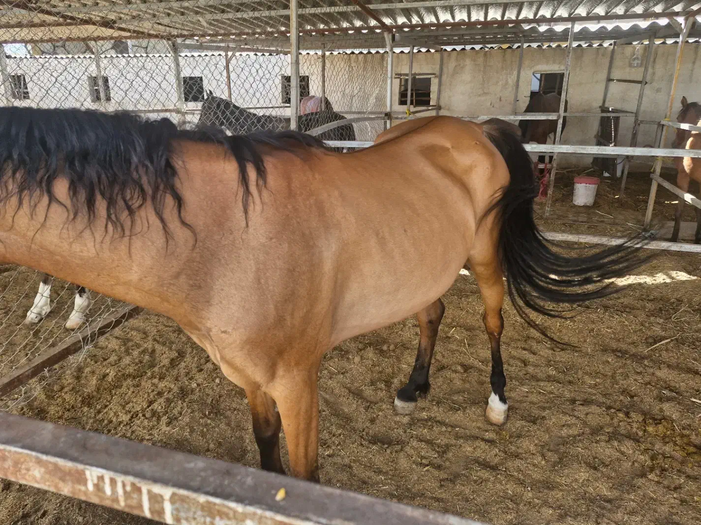 مادیون درجه یک دره شوری|اسب و تجهیزات اسبسواری|تهران, تهرانپارس غربی|دیوار