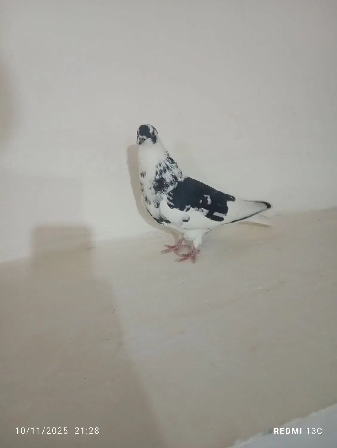 کبوتر ساعتی|پرنده|اهر, |دیوار