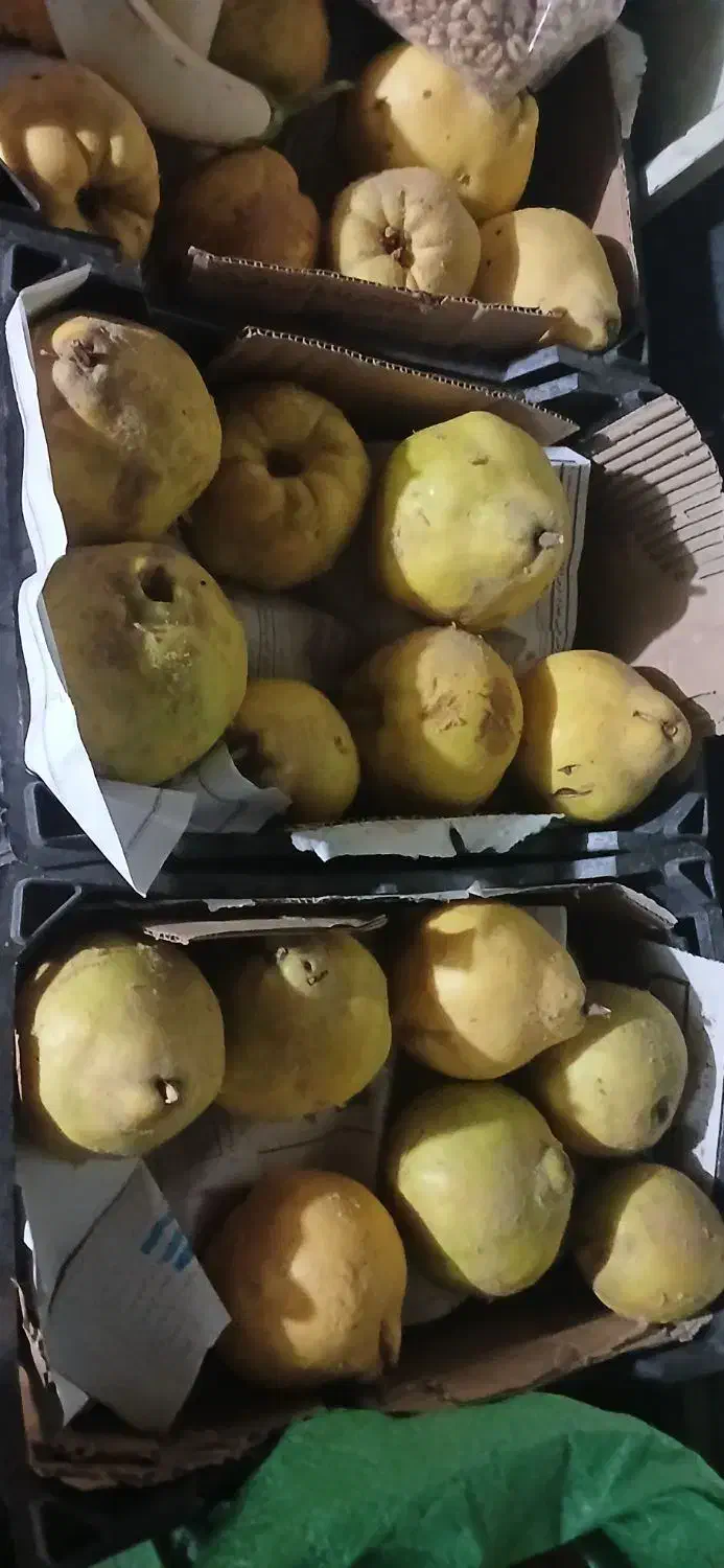 پیاز محلی درجه یک یک دست  به درجه یک|خوردنی و آشامیدنی|موچش, |دیوار