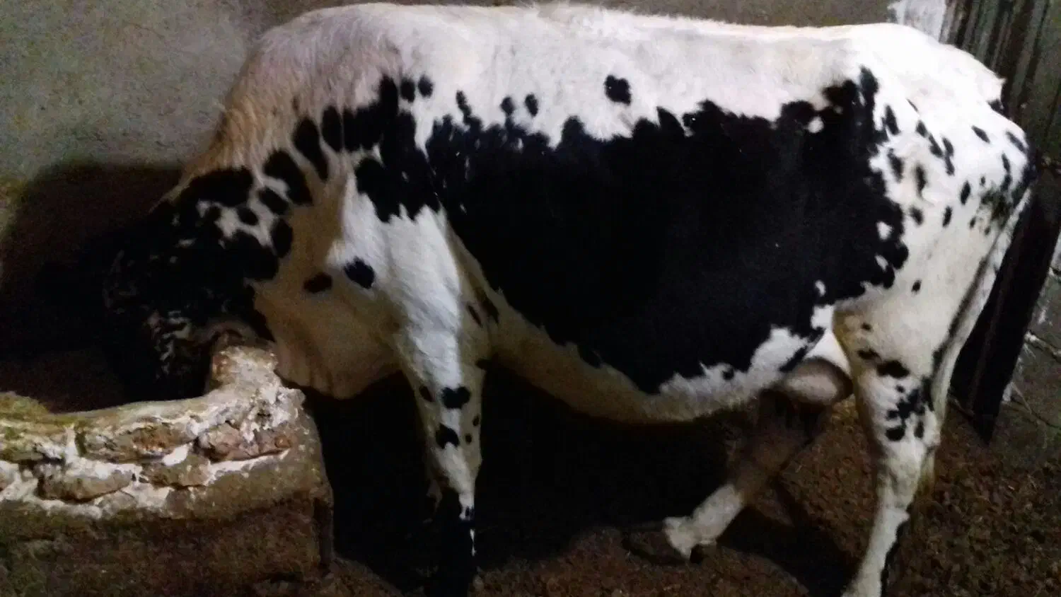 یک عددگاو دورگه با یک گوساله نر سمینتال هشت ماهه|حیوانات مزرعه|بلبان آباد, |دیوار