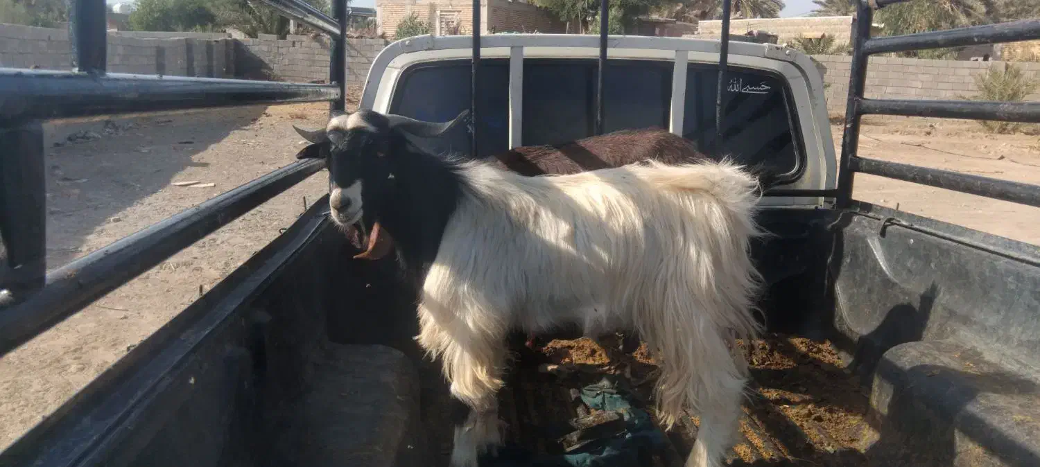 کهره نر|حیوانات مزرعه|جیرفت, |دیوار