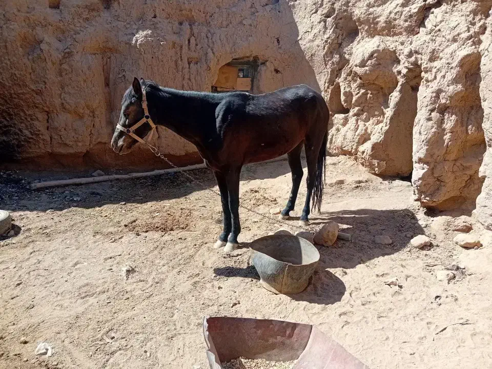 اسب|اسب و تجهیزات اسب‌سواری|خواف, |دیوار