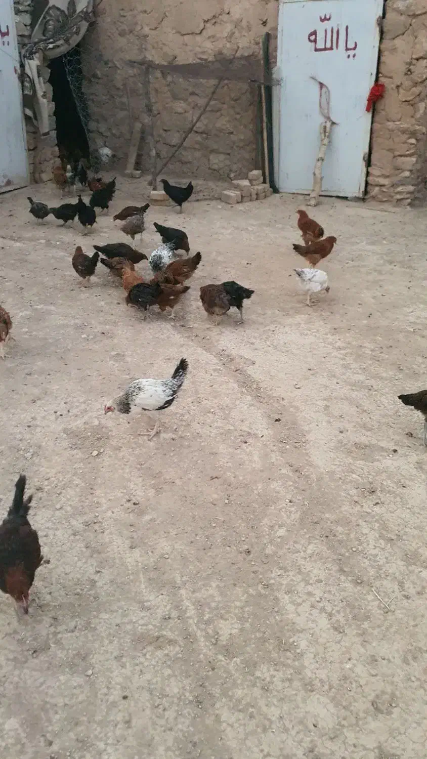 جوجه|حیوانات مزرعه|هرسین, |دیوار