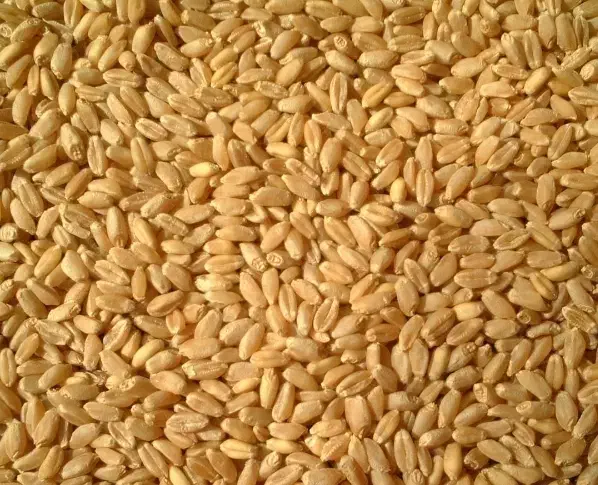 کاه و گندم|عمده‌فروشی|بجنورد, |دیوار