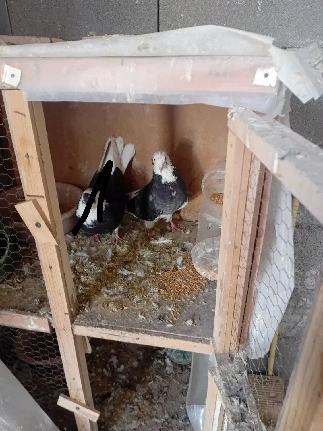 کفتر گمشده|حیوانات|کرج, کوی مهر|دیوار