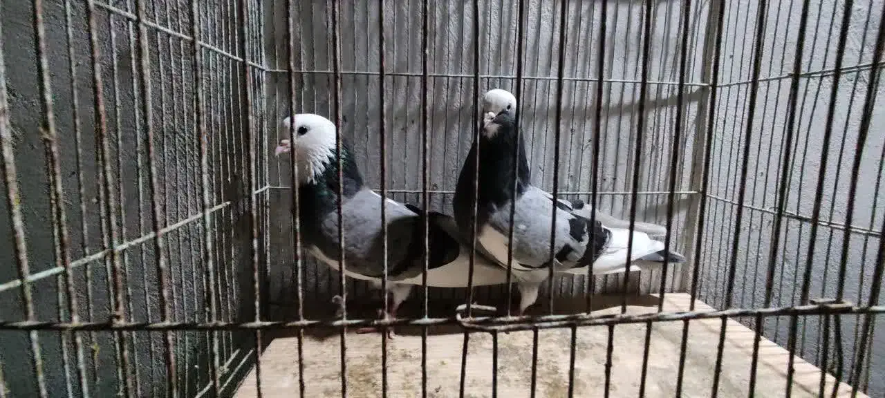 فروش کبوتر یا کفتر|پرنده|دابودشت, |دیوار