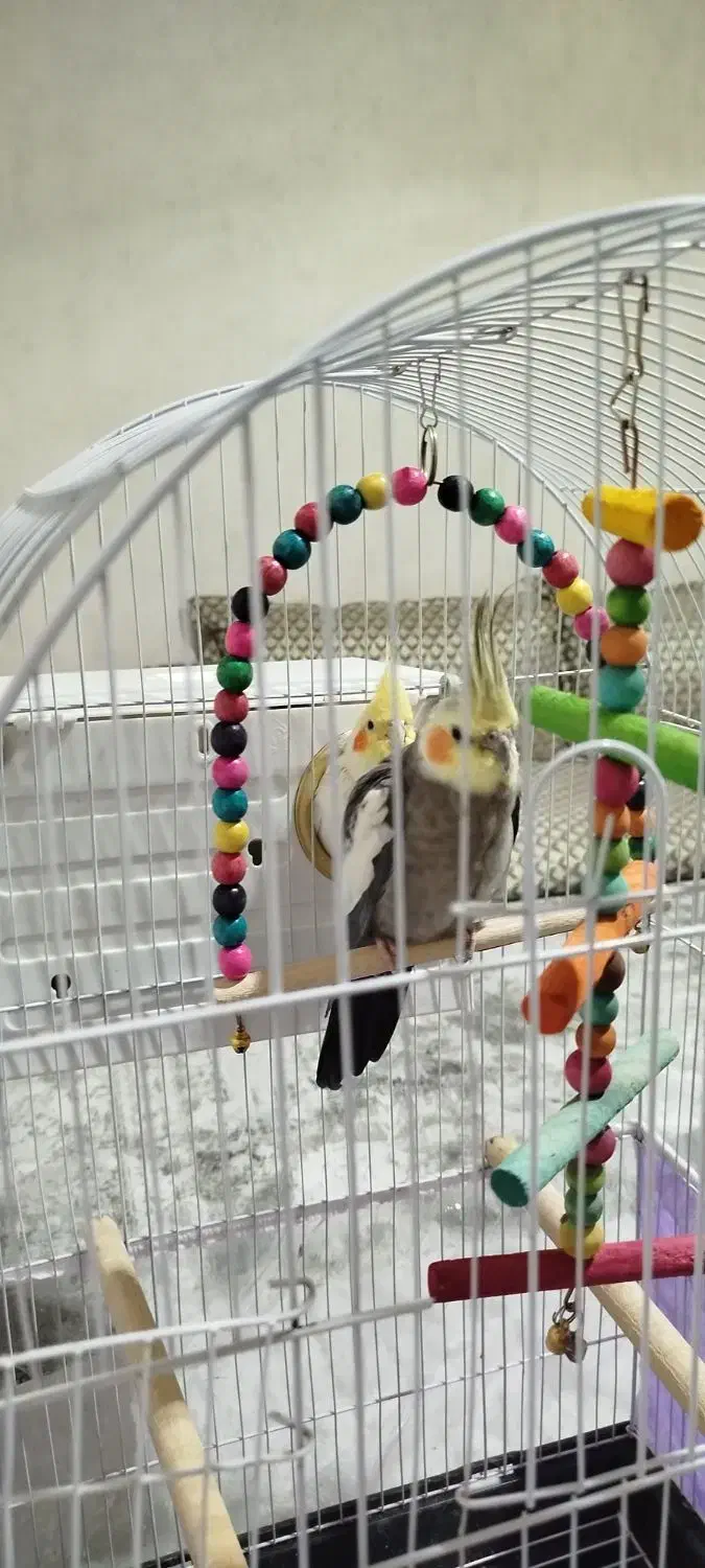 عروس هلندی|پرنده|اصفهان, شهرک میلاد|دیوار