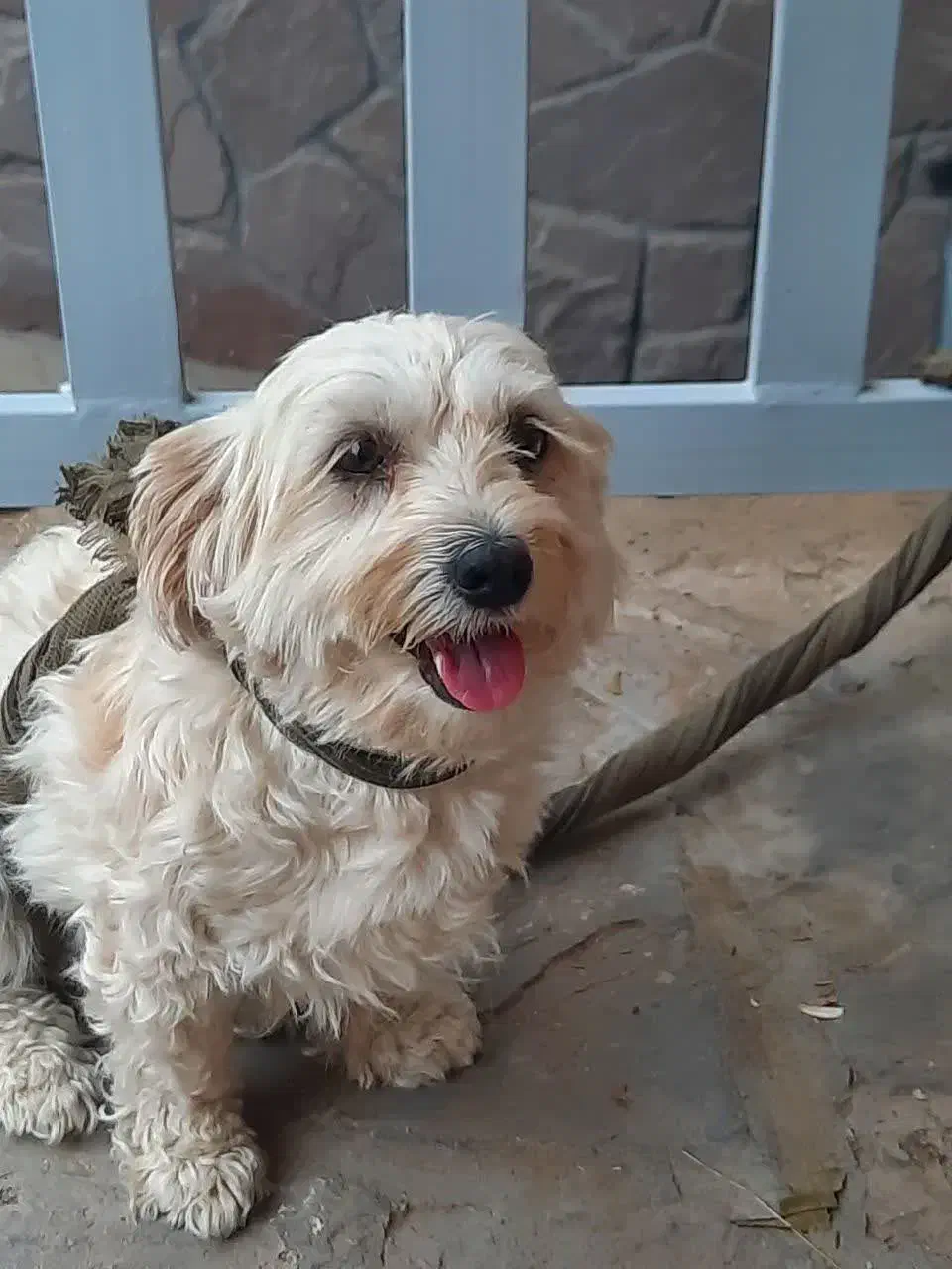 سگ تربیت شده نژاد مالتیز شیتزو بفروش میرسد|سگ|سیرجان, |دیوار