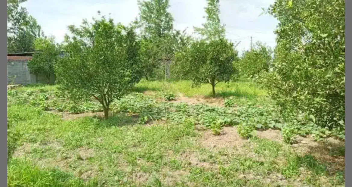 زمین مسکونی روستای طش|فروش زمین و ملک کلنگی|رشت, پستک|دیوار