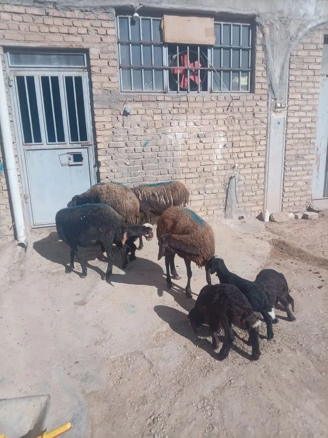 میش و بره|حیوانات مزرعه|نهاوند, |دیوار